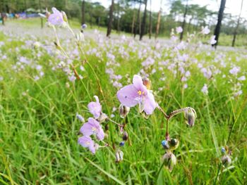 Close-up of pink flowers in field