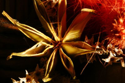 Close-up of plant against white background