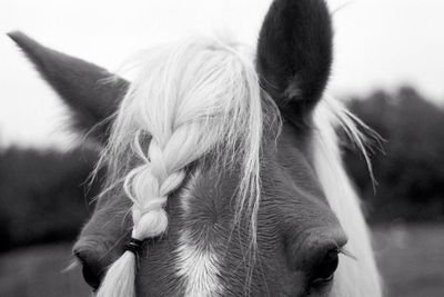 Cropped image of horse on field