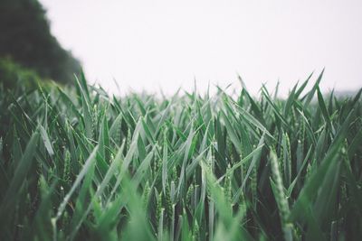 Crop growing in field