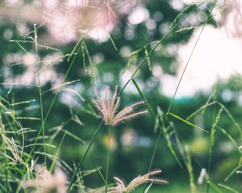 Close-up of fresh flowers on field