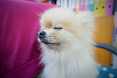 Close-up of a dog at home