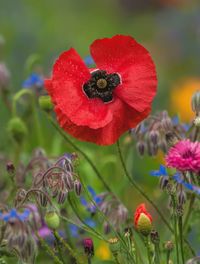 Close-up of red poppy flowers