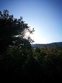 Low angle view of trees against clear sky