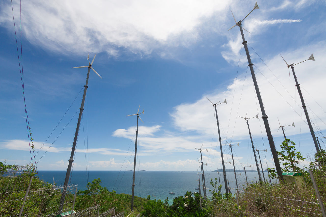 PLANTS BY SEA AGAINST SKY