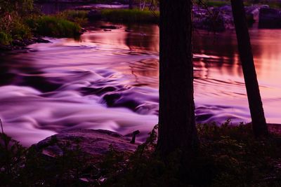 Scenic view of lake in forest