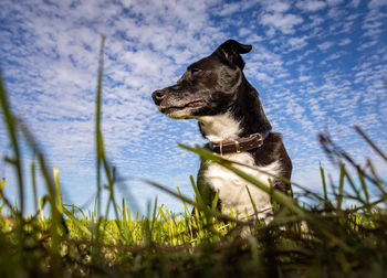 Dog looking away