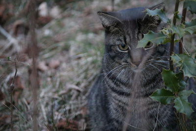 Close-up of a cat looking away