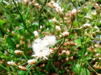 Close-up of wildflowers blooming outdoors