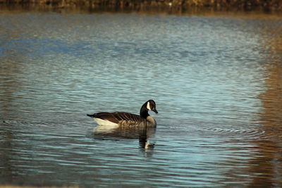 Duck swimming in lake