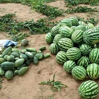 green color, abundance, high angle view, large group of objects, plant, freshness, vegetable, growth, stack, nature, food and drink, healthy eating, day, food, outdoors, stone - object, field, beauty in nature, rock - object, variation