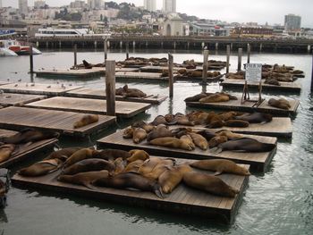 Sea lions relaxing on pier 39