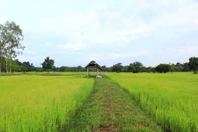 Scenic view of agricultural field against sky