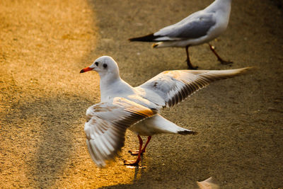 Close-up of seagull