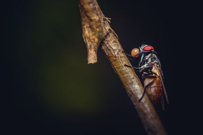 Close-up of insect on tree