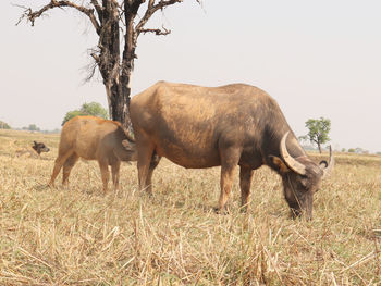 A thai young buffalo is eating her mother's milk in a rice field.