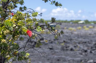 Close-up of red flowering plant