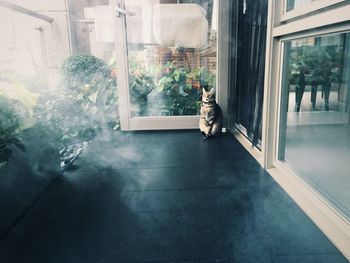 Cat sitting by balcony door