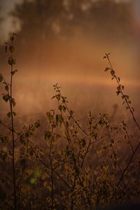 Plants against cloudy sky