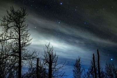 Low angle view of silhouette trees against sky at night