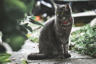 Gray cat walking in the park in the morning