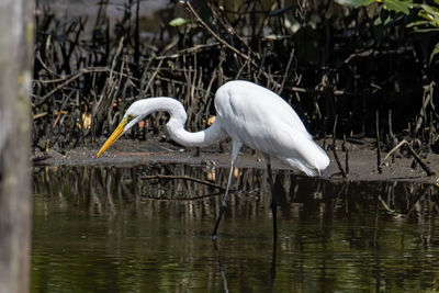 Bird in a lake