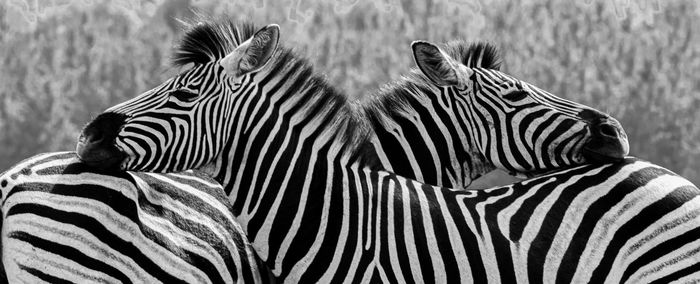 Close-up of two zebra in the wild in black and white