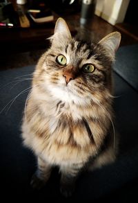pet