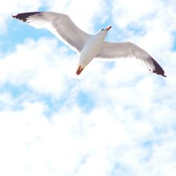 Low angle view of seagulls flying against cloudy sky