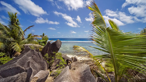 Palm trees on beach against sky