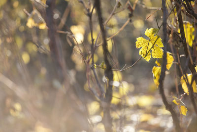 Close-up of yellow flowers against blurred background