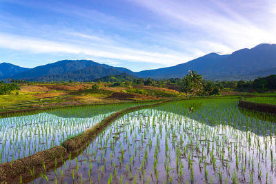 Indonesian scenery, green rice terraces and beautiful mountains at sunrise