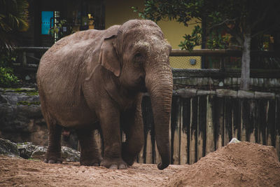 Elephant in zoo
