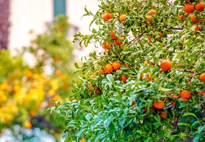 Close-up of fruits on tree