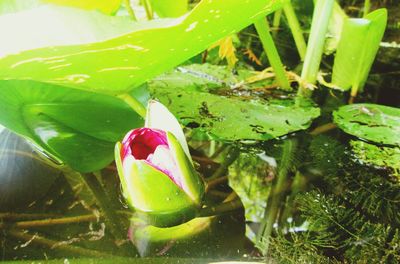 Close-up of water drop on leaf