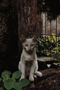 Portrait of cat sitting by plants