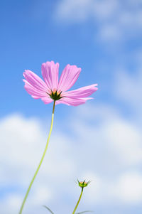 Close-up of pink cosmos flower against sky