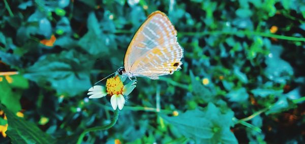 Close-up of butterfly pollinating on flower