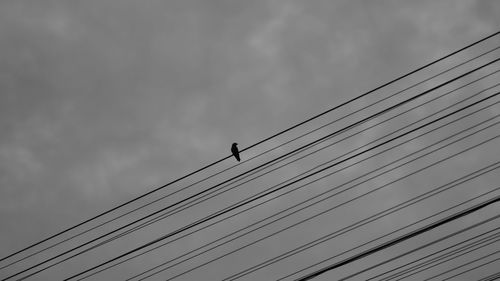 Low angle view of birds perching on cable against sky