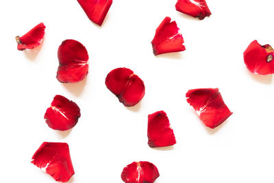 Close-up of red roses against white background