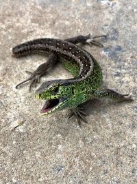 High angle view of lizard on rock