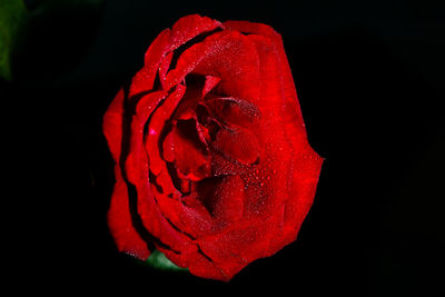 Close-up of red rose against black background