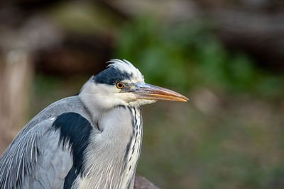 Close-up of a bird looking away