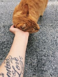 Cropped hand of woman stroking ginger cat