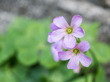 Close-up of pink flowering plant