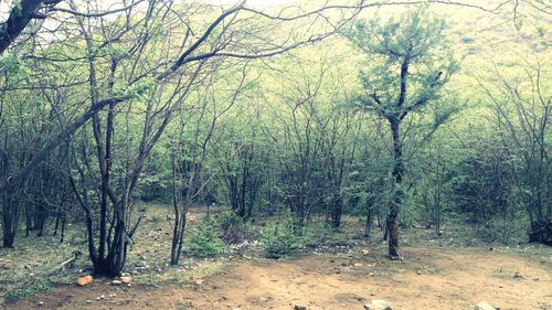 Bare trees in forest