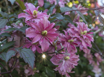Close-up of pink flowering plants