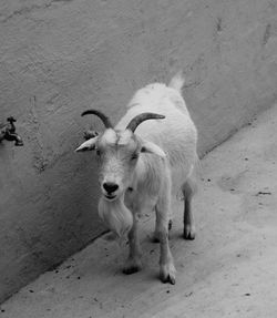 High angle view of goat standing by wall