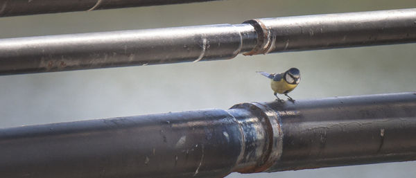 Close-up of bird perching on pipe