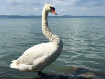 Swans swimming in lake